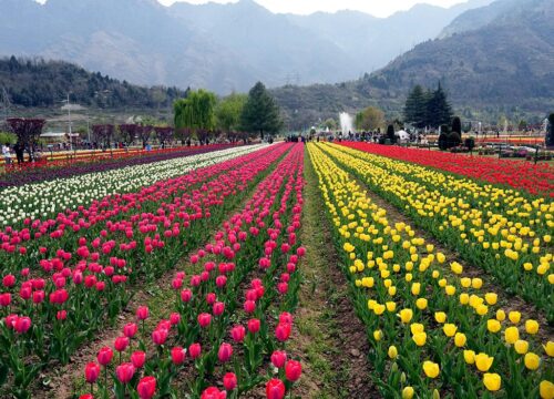Why Should You Book a Travel Package to Kashmir This Summer?
